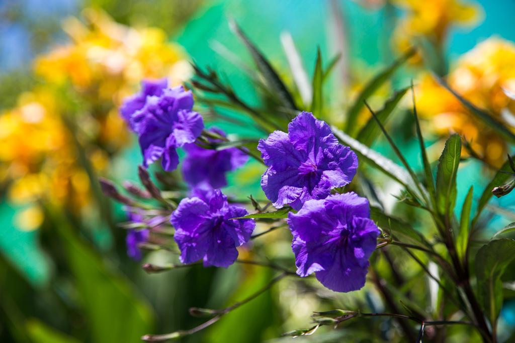 Romantic Studios Lithakia  Ngoại thất bức ảnh
